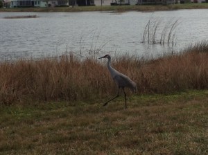 A crane