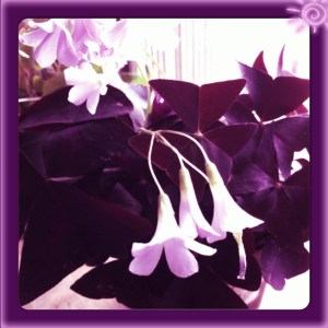 Rachel doesn't do purple clothes, but she does purple flowers.