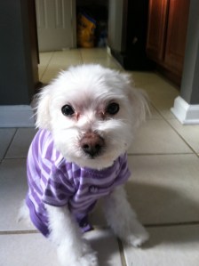 Sleepy is modeling his human sister's former onesie.