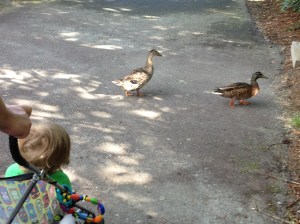 I think Connor would really enjoy having pet ducks in our backyard. Chris disagrees.