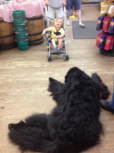 The dog makes a great rug.