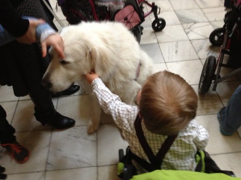 It's hard to tell a delighted toddler that you aren't supposed to pet service dogs :)