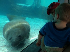 Checking out the manatee at Mote Marine.