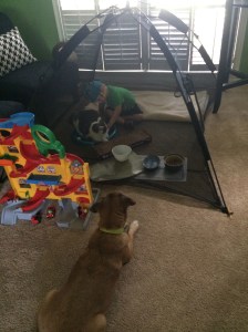 My mom bought them a cat tent for the stay should they become too unruly during the stay...Connor took a liking to it--more than the tent we actually bought him to play with.