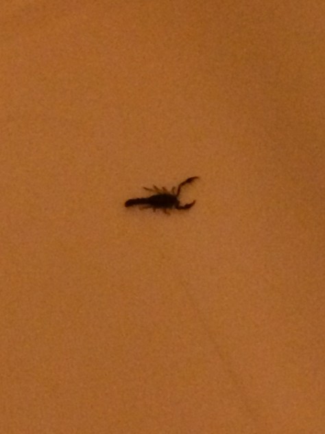 Okay, technically this is the one in the tub, but you get the idea.