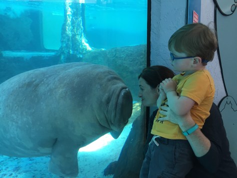 Meeting a manatee at Mote Marine in Sarasota.
